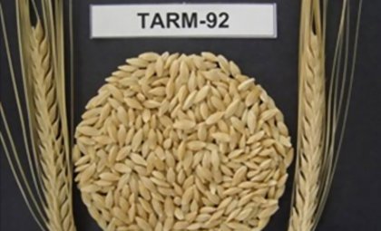 TARM-92