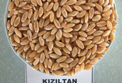 KIZILTAN-91
